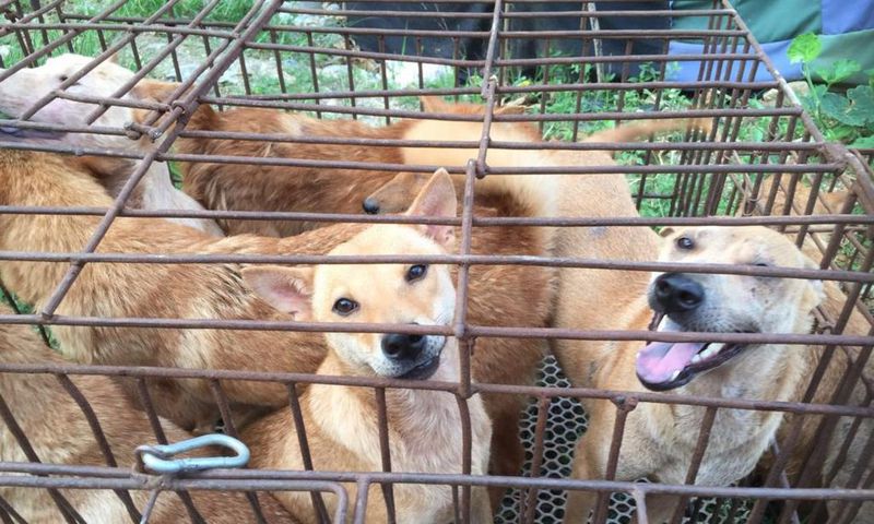 Sonko reveals plans to open dog meat market