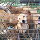Sonko reveals plans to open dog meat market