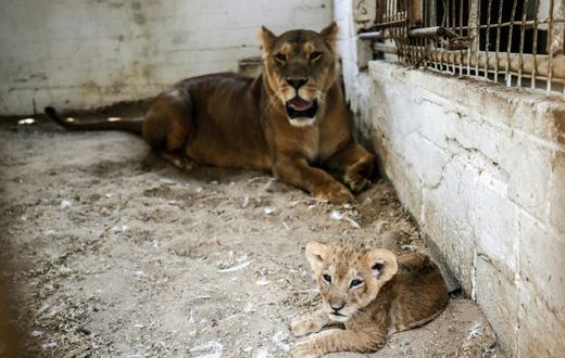 Two lions and three cubs are penned in cages only a few square metres in size at a zoo in the Gaza Strip