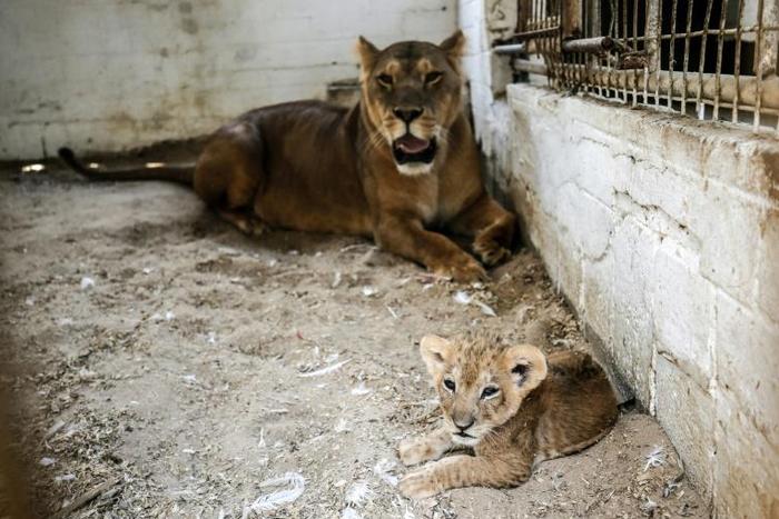 Two lions and three cubs are penned in cages only a few square metres in size at a zoo in the Gaza Strip
