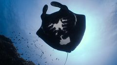 The Mystery of the Melanistic Manta Rays