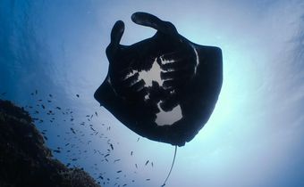 The Mystery of the Melanistic Manta Rays