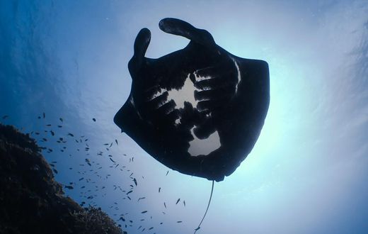 The Mystery of the Melanistic Manta Rays