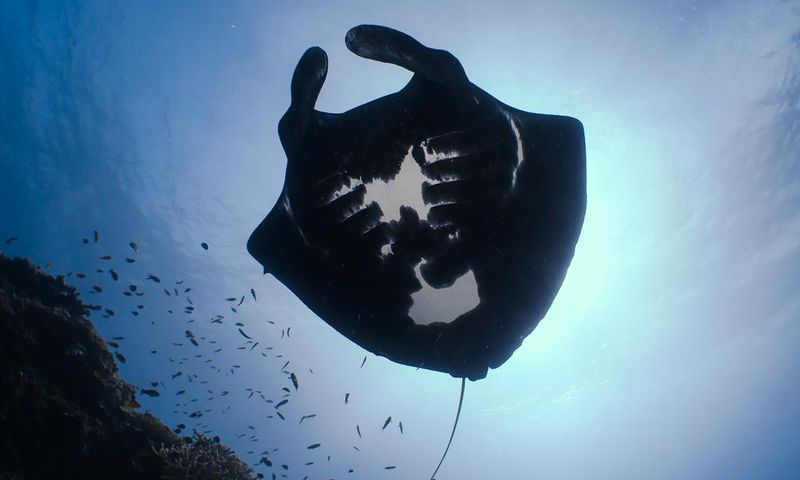 The Mystery of the Melanistic Manta Rays