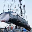 Japan last December announced it would no longer comply with a decades-old ban on commercial whaling