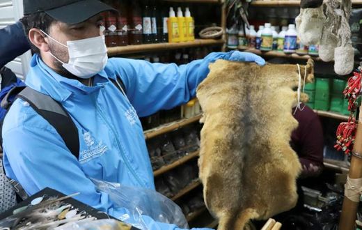In a handout photo, an employee of Bogota's environment secretariat shows a skin seized during an operation targeting animal parts dealers on September 10, 2019