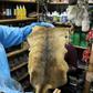 In a handout photo, an employee of Bogota's environment secretariat shows a skin seized during an operation targeting animal parts dealers on September 10, 2019