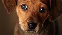 The eyebrow muscle that lets your dog give you that look
