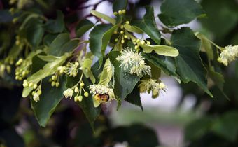 Seeking a Culprit When Bumblebee Carcasses Pile Up