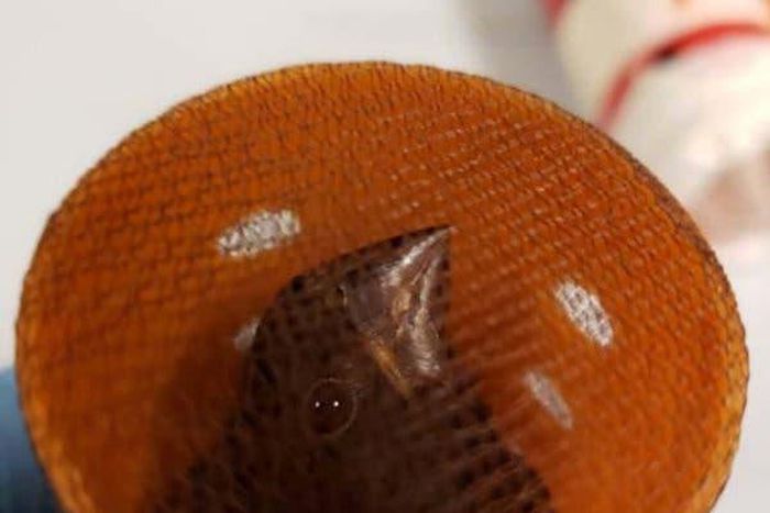 Bird-singing contests in New York fuel illegal smuggling of finches