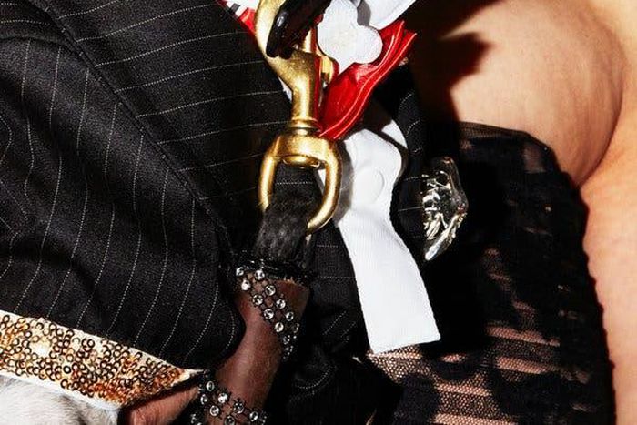 The real dog moms of New York City