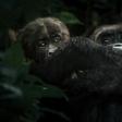 The gorillas have dwindled to just 250 in the park, their last sanctuary