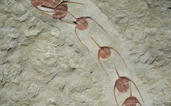Trilobite Fossils Show Conga Line Frozen for 480 Million Years