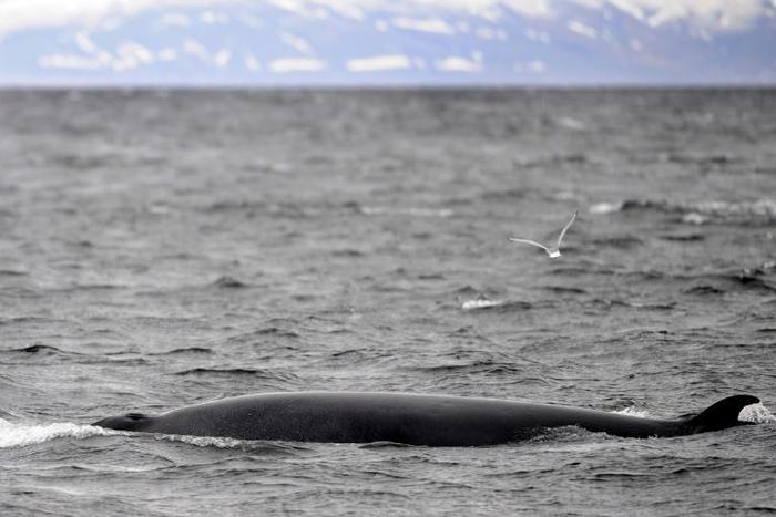 There will be no whaling off Iceland for the first tiem since the country resumed the controversial practice in 2003
