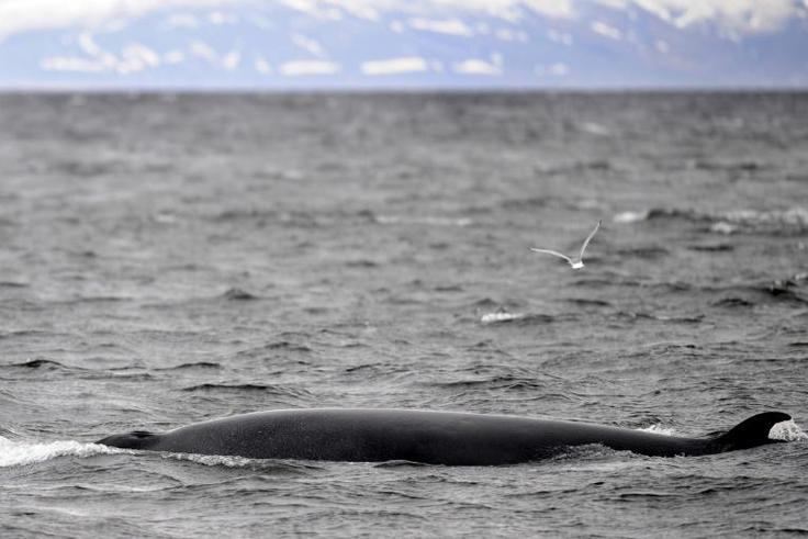 There will be no whaling off Iceland for the first tiem since the country resumed the controversial practice in 2003
