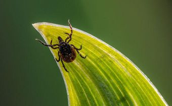 6 Pictures To Help You Identify A Tick Bite