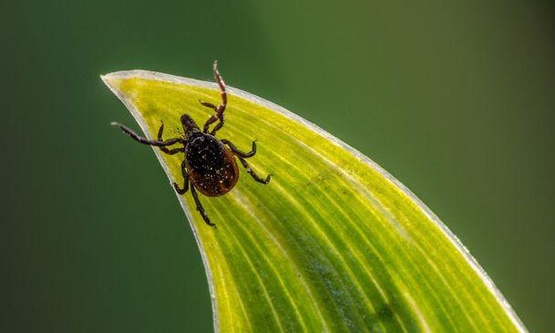 6 Pictures To Help You Identify A Tick Bite