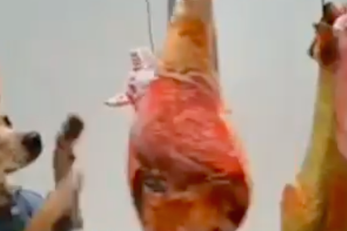 Watch This Dog Work Out Like Rocky Balboa