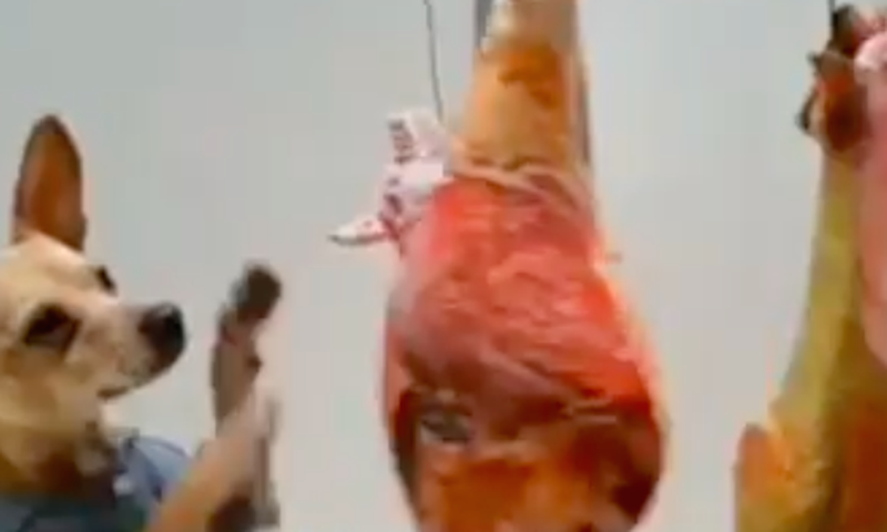 Watch This Dog Work Out Like Rocky Balboa