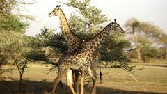 Wildlife haven: The Selous Game Reserve in southern Tanzania, where the government wants to build a hydro-electric dam
