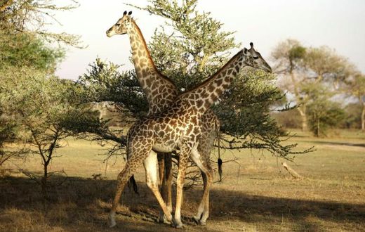 Wildlife haven: The Selous Game Reserve in southern Tanzania, where the government wants to build a hydro-electric dam