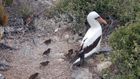 The Vampire Birds of the Galápagos Have Fascinating Inner Lives