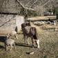 A deal to use a Chinese broker for wool and mohair exports has prompted uproar in the mountain kingdom of Lesotho