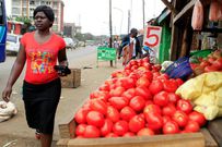 Tomatoes on display at a market