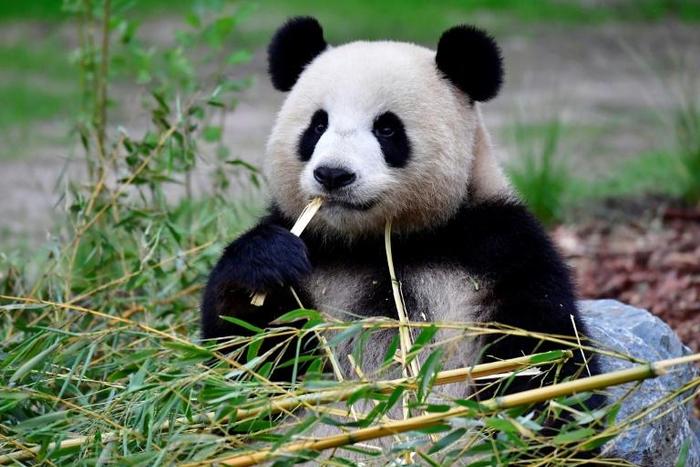 Giant panda Meng Meng, which means 'Little Dream', has been living at Berlin Zoo since 2017