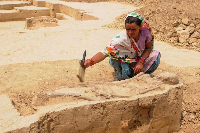 A woman cleans a burial site belonging to the Indus Valley Civilization during an archeological excavation in Baghpat, India in 2018; scientists have sequenced the genome of an individual from the ancient civilization for the first time