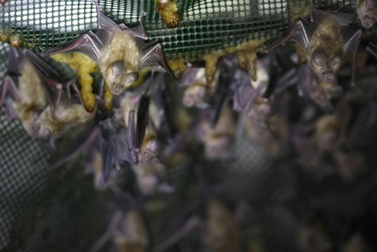 Israeli rangers and ecologists repurposed abandoned military outposts with plastic netting, construction foam, thin ropes and plaster scraped with a fork to create footholds for bats roosting in the structures