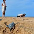Locals fear a planned coal-fired plant threatens the pristine beauty of Kenya's Lamu archipelago, home to five species of threatened turtles