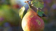 Dr. Pimple Popper Mistakes Cyst for Blackhead