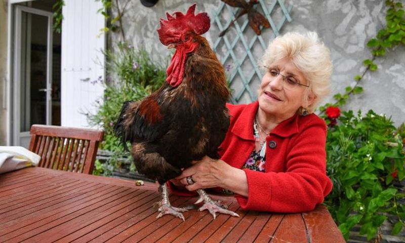 Corinne Fesseau with her rooster Maurice in the garden of her home in Saint-Pierre-d'Oleron, western France