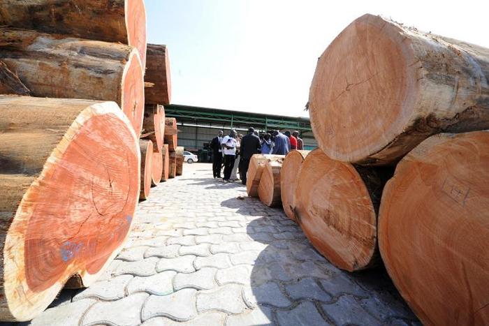 The hard wood of the Kevazingo tree, a famous species in Gabon, is in high demand especially in Asia