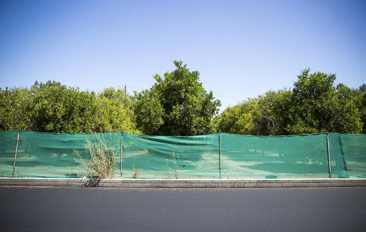Sprawl May Eat Vestige of Southern California's Citrus Empire