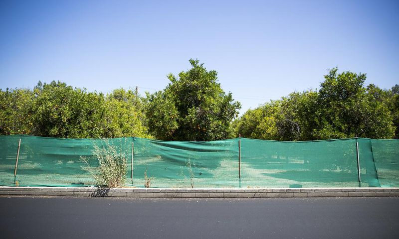 Sprawl May Eat Vestige of Southern California's Citrus Empire