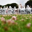 European climate activists, in their trademark white overalls, take part in a training in Viersen, western Germany, on the eve of their mass action aiming to block a huge open-pit coal mine.