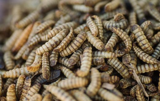 You Might Not Want to Eat Bugs. But Would You Eat Meat That Ate Bugs?