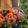 Left to rot: Part of a tomato harvest that a Benin farmer had grown for sale in Nigeria