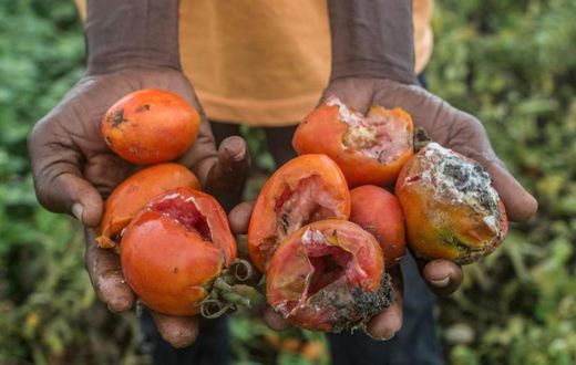 Left to rot: Part of a tomato harvest that a Benin farmer had grown for sale in Nigeria
