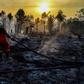 Forests worldwide have been logged and burned on an industrial-scale over the decades