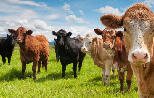 There Was a Huge Bull Semen Explosion in Australia