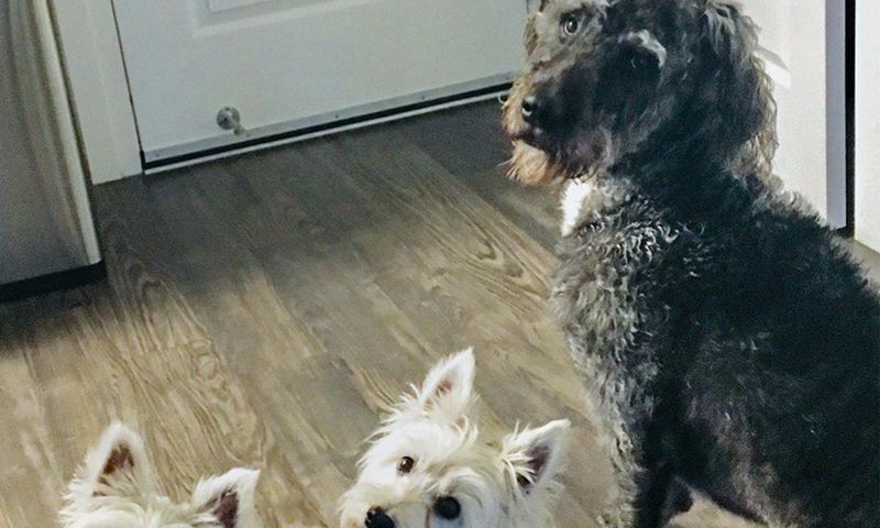 Poisonous Algae Is Killing Frolicking Dogs