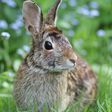 Female Orgasms Could Be Explained by Rabbits