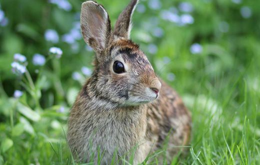 Female Orgasms Could Be Explained by Rabbits