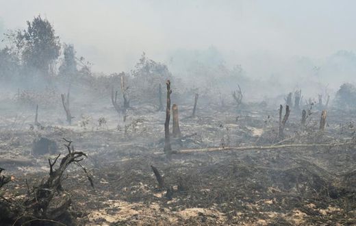 This year's fires have been worsened by dry weather