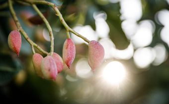 In a Race Against the Sun, Growers Try to Outsmart Climate Change