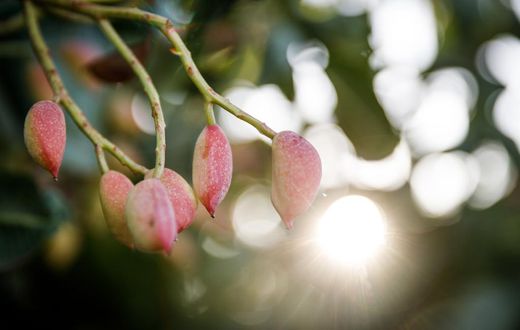 In a Race Against the Sun, Growers Try to Outsmart Climate Change