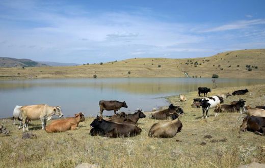 Cows graze near the Armenian village of Gndevaz, where locals are angry over goldmining plans they say could pollute their drinking water and hit tourism